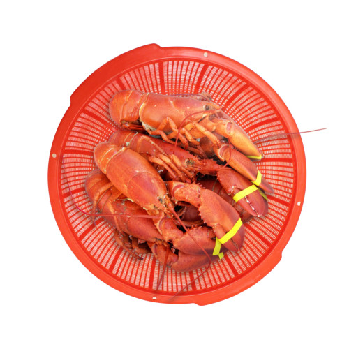 Thunder Group PLFP001-R Colander with Grip Handles, Round, Red Color, Plastic, Perforated, 18-1/2(w) x 18-1/2(d) x 5-3/4(h) inch